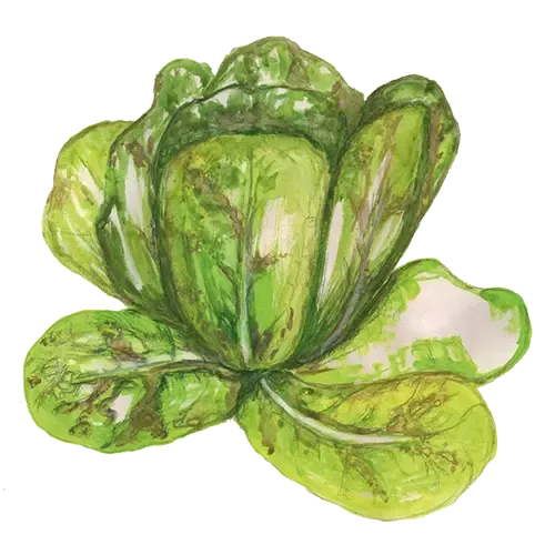 NordFrö Forellenschluss salatfrø cos