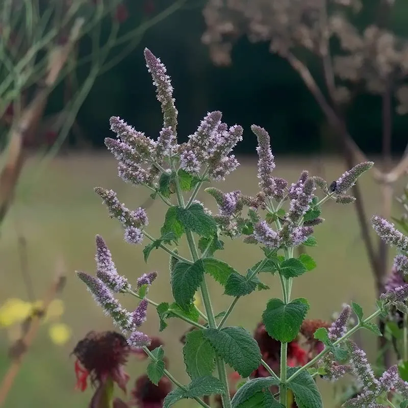 Urtegartneriet øko Bowles mynte frø Mentha x villosa