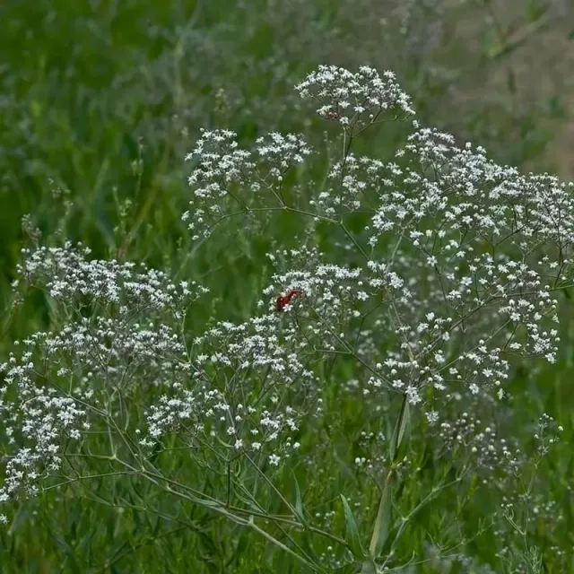 Urtegartneriet øko Gypsophila paniculata brudeslør frø 50 frø