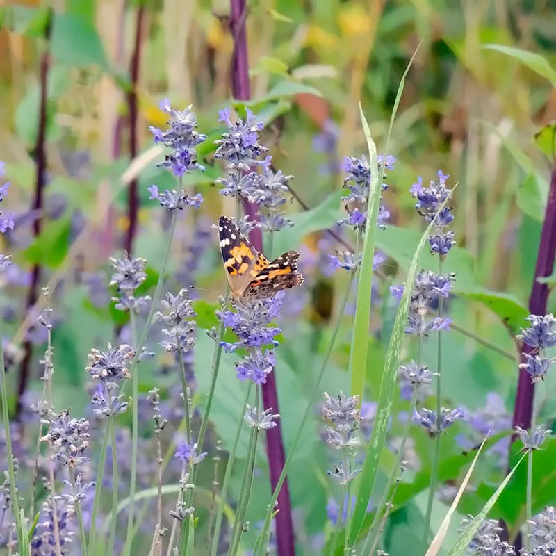 Urtegartneriet øko Lavendel angustifolia frø duftplante