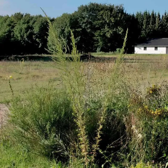 Urtegartneriet øko Kinesisk Malurt frø Artemisia flerårig 2m