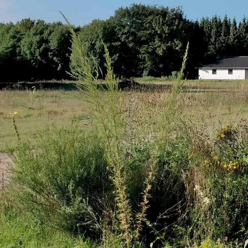 Urtegartneriet øko Kinesisk Malurt frø Artemisia flerårig 2m