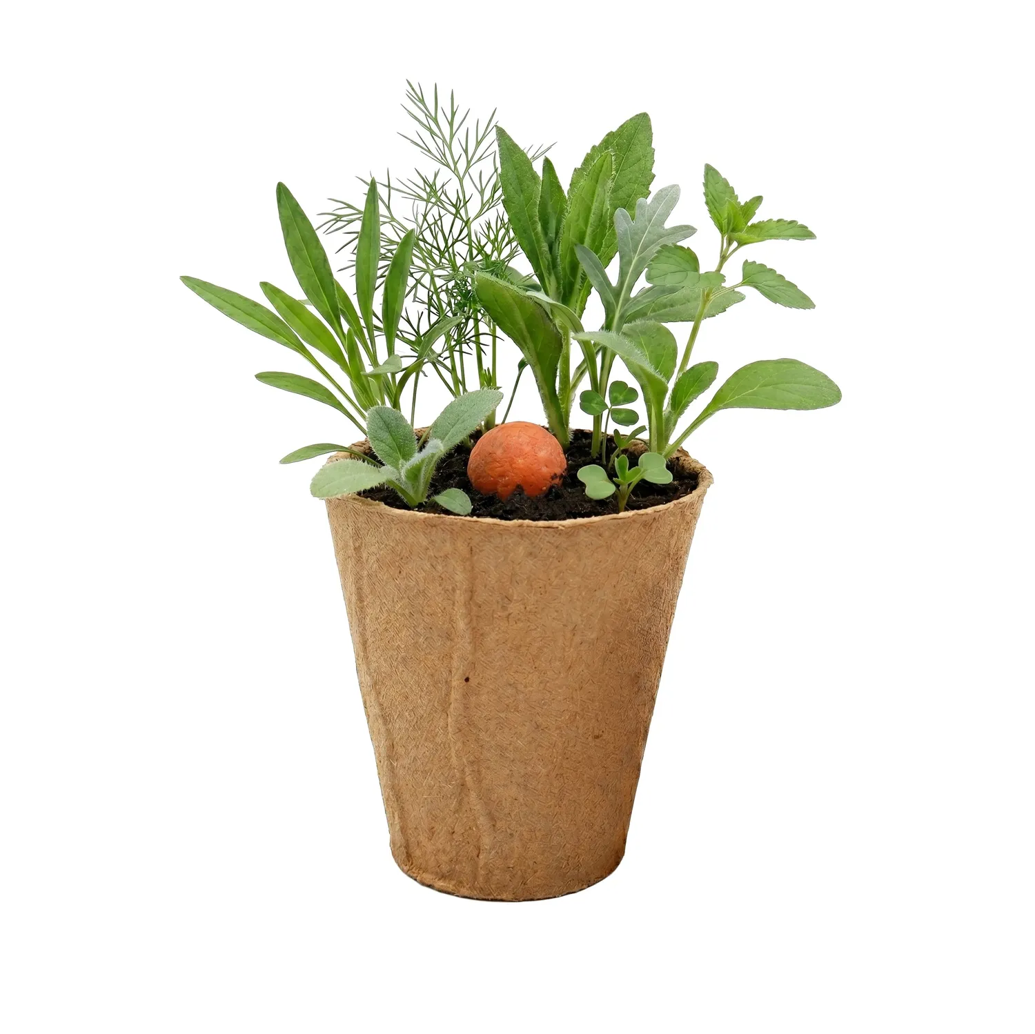 Buzzy Seeds Wildflower Grow Kit frøbomber orange 1 stk