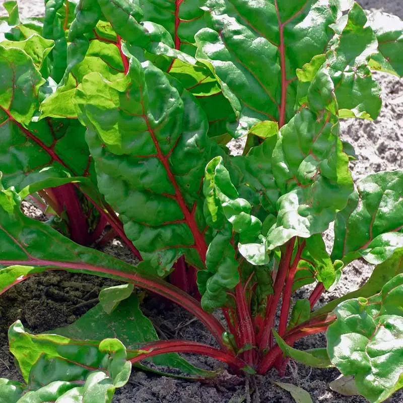Urtegartneriet øko Bladbede Rhubarb Chard frø 100 stk rød