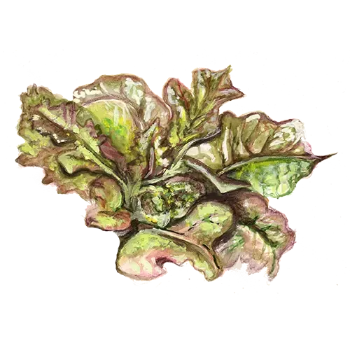 NordFrö Redder Ruffled Oak salatfrø rødgrøn
