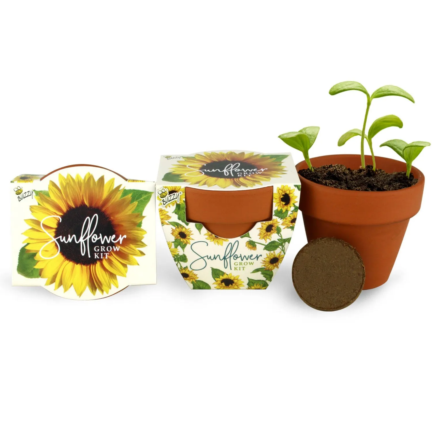 Daydream Mini Terracotta dyrkningssæt 6-pak blomster kaktus