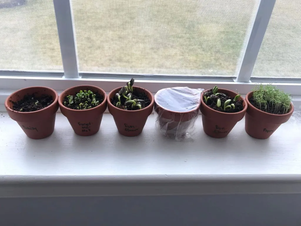 Daydream Mini Terracotta dyrkningssæt 6-pak blomster kaktus