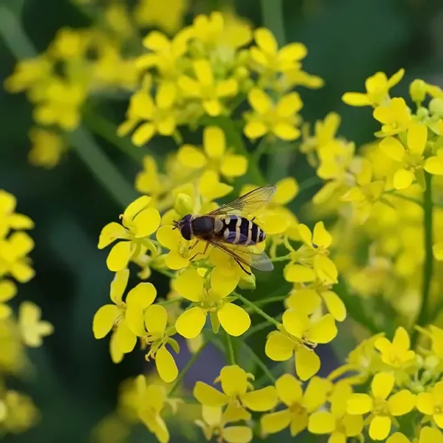 Urtegartneriet øko Takkeklap Bunias orientalis frø tyrkisk rucola