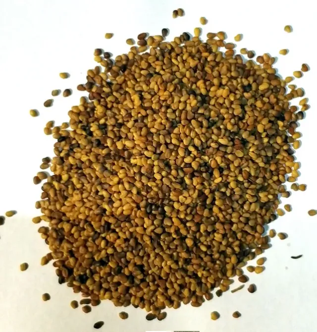Trifolium rødkløverfrø efterafgrøde 100 gram
