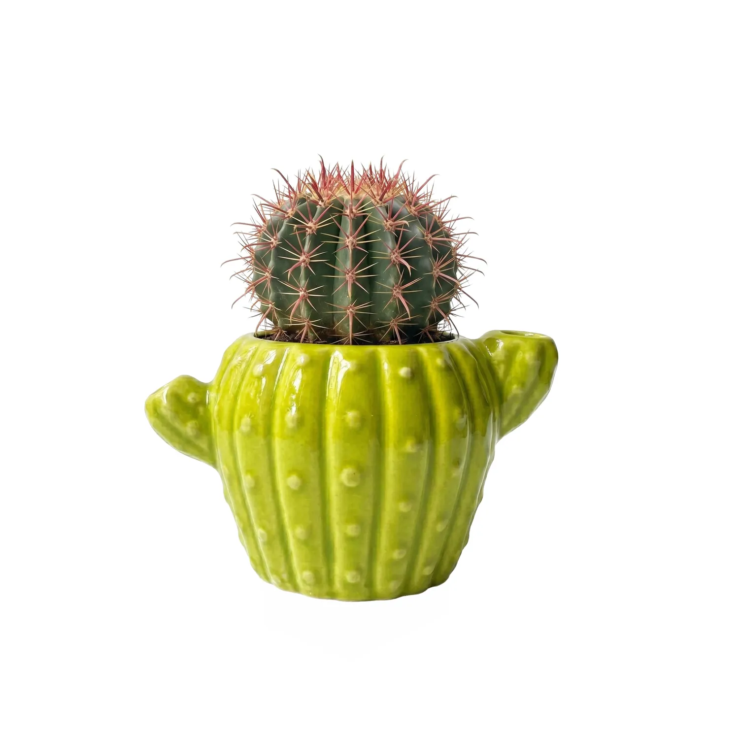 Buzzy Seeds Cactus dyrkningssæt 4-pak keramikpotter