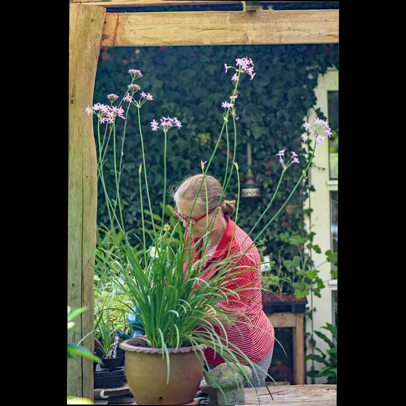 Urtegartneriet øko Stuehvidløg Tulbaghia violacea frø