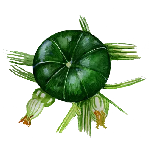 NordFrö Zaphito squash frø rund grøn