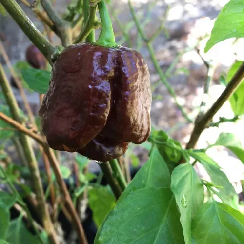 Natureseeds Trinidad Scorpion Chocolate chilifrø 10 stk