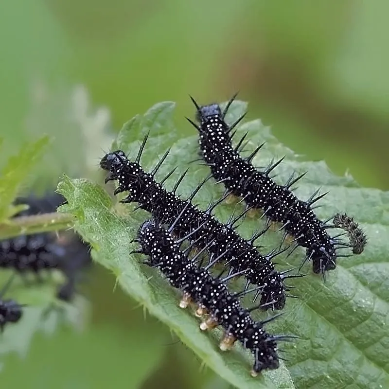 Urtegartneriet øko Brændenælde Urtica dioica frø flerårig