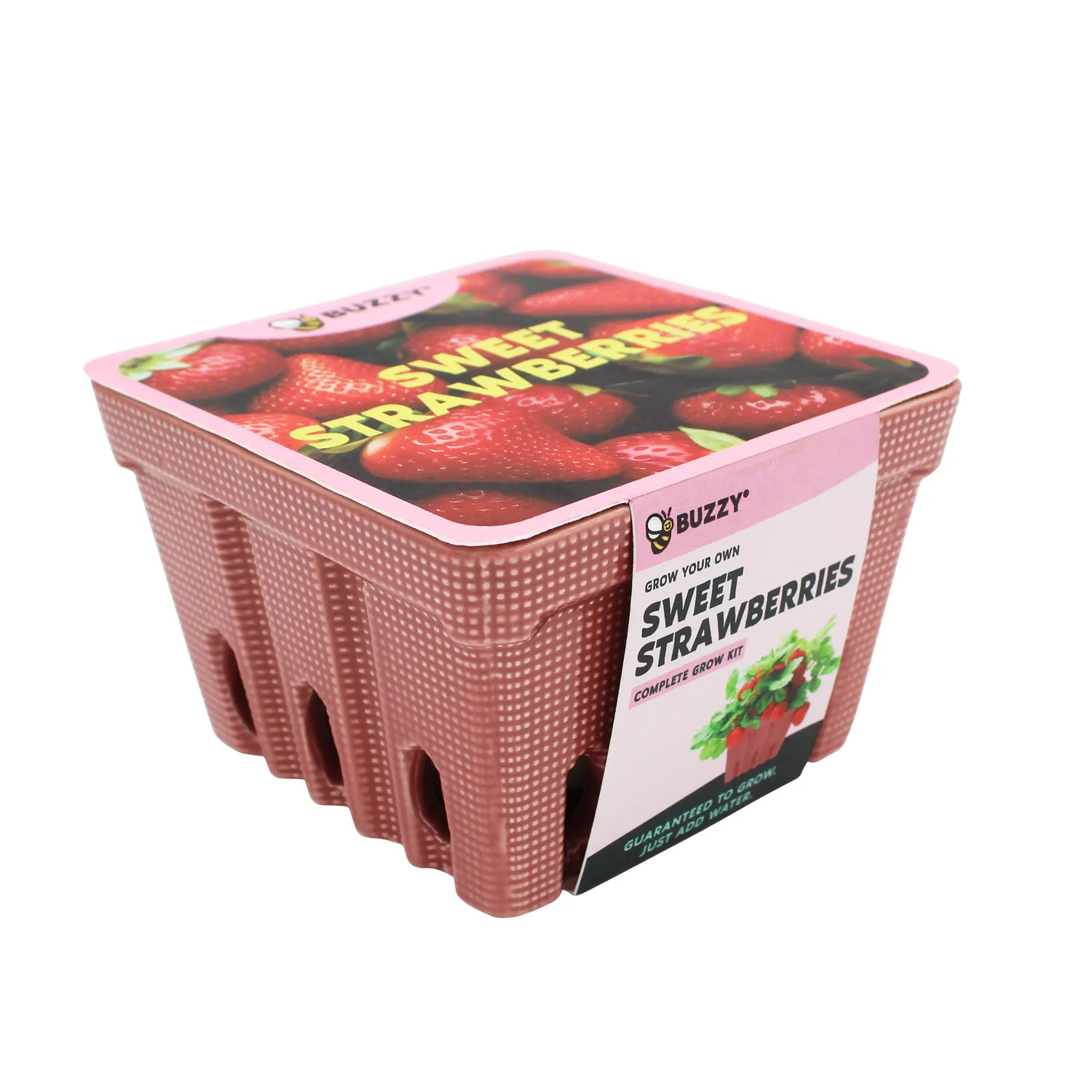 Buzzy Seeds Strawberry dyrkningssæt keramisk kurv alpine