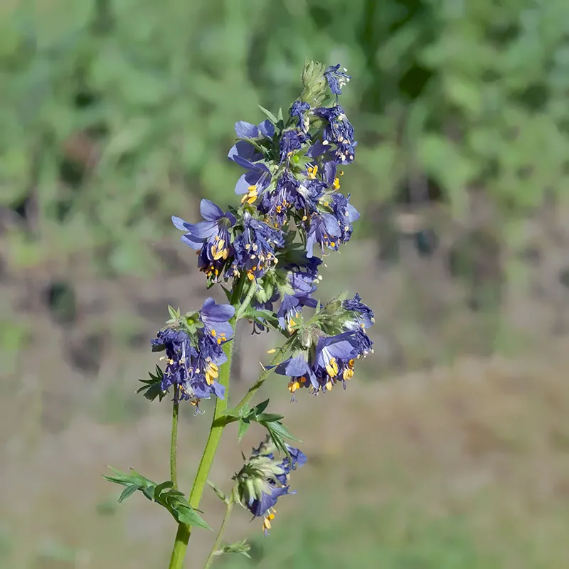 Urtegartneriet øko Jakobsstige Polemonium frø ca. 100 frø blå