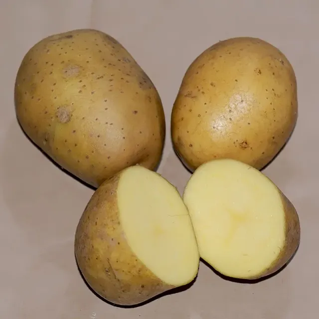 Urtegartneriet øko Læggekartofler Marabel 1-2 kg tidlig