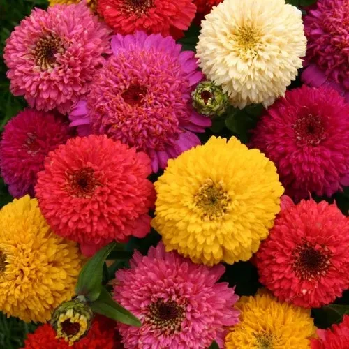 Natureseeds Zinnia Mix frøkenhatfrø 1,2 g 80 cm