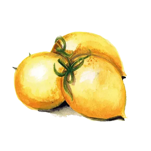 NordFrö Vesuvio Giallo tomatfrø gul lagring