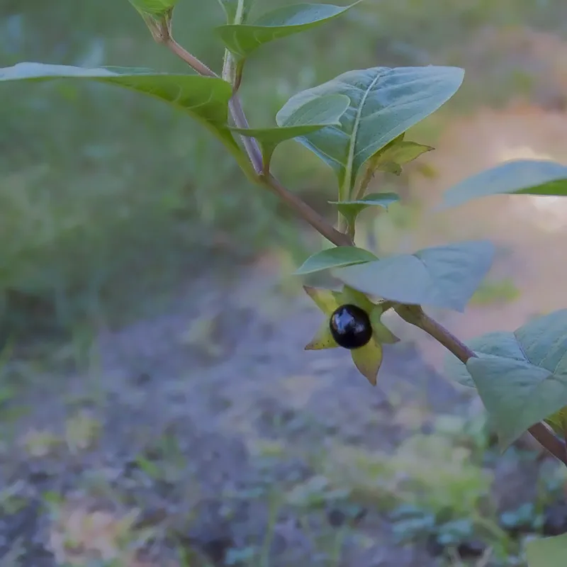 Urtegartneriet øko Belladonna frø ca. 50 stk giftig