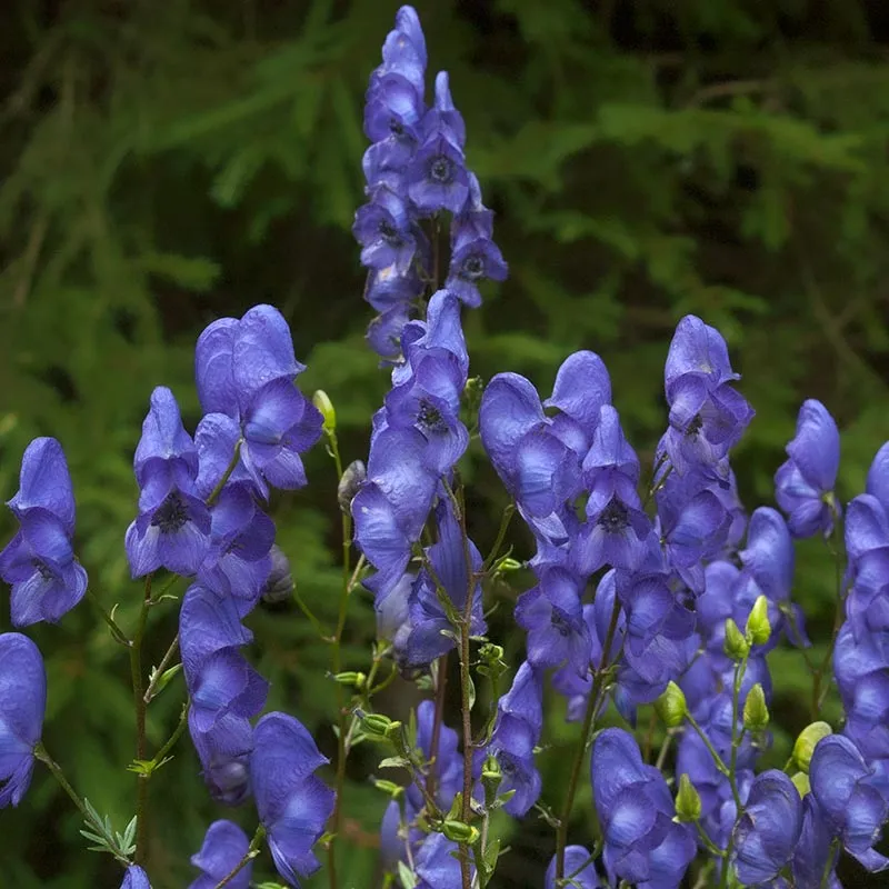 Urtegartneriet øko Stormhat Aconitum napellus frø flerårig
