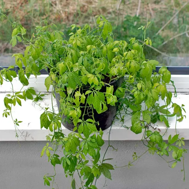 Urtegartneriet øko Jiaogulan Gynostemma pentaphyllum plante
