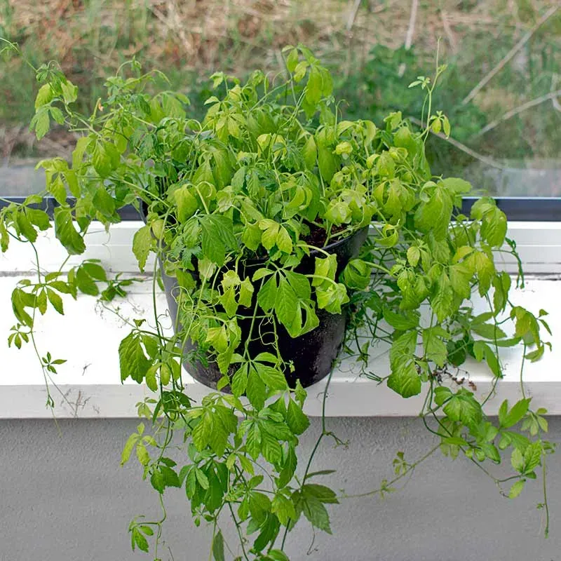 Urtegartneriet øko Jiaogulan Gynostemma pentaphyllum plante