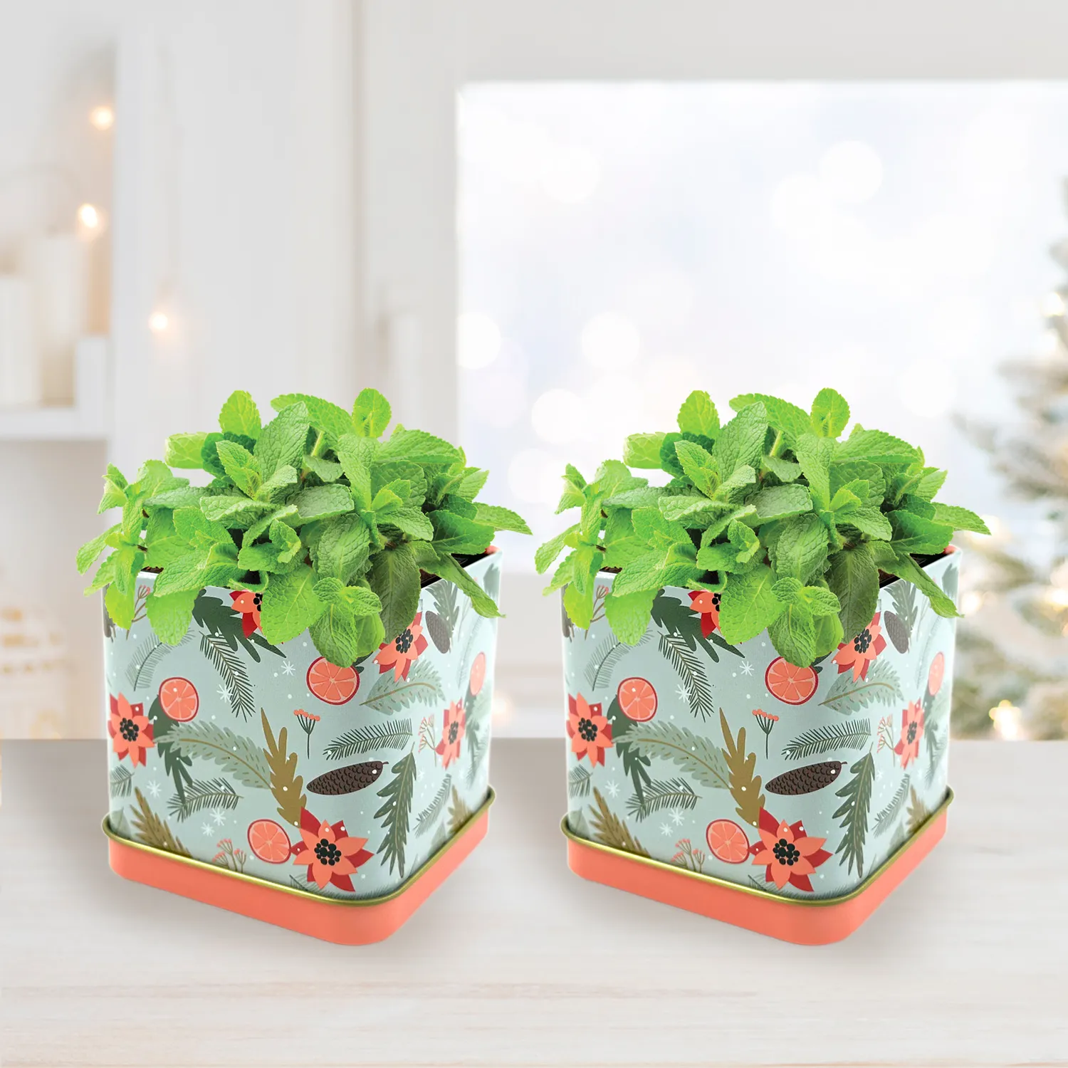 Buzzy Seeds Holiday Mint dyrkningssæt 2 dåser mynte