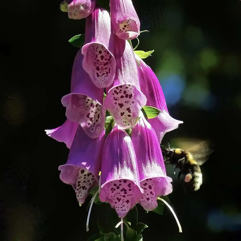 Urtegartneriet øko Fingerbøl Digitalis purpurea frø 2-årig