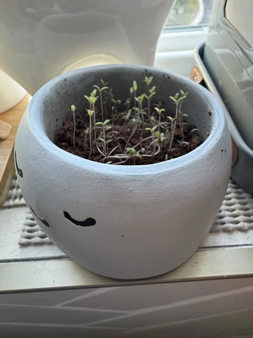 Buzzy Seeds Peaceful Pot dyrkningssæt kamille 1 potte