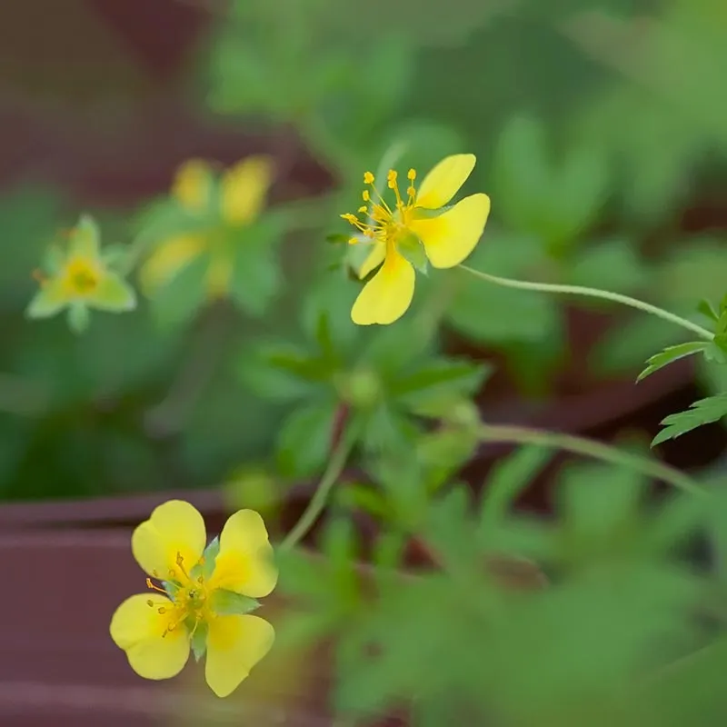 Urtegartneriet øko Tormentil Blodrod plante 30 cm