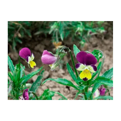 Urtegartneriet øko Vild Stedmoderblomst Viola tricolor frø 100 frø