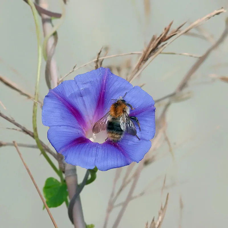 Urtegartneriet øko Pragtsnerle Ipomoea rubro-coerulea frø 30 stk slyng