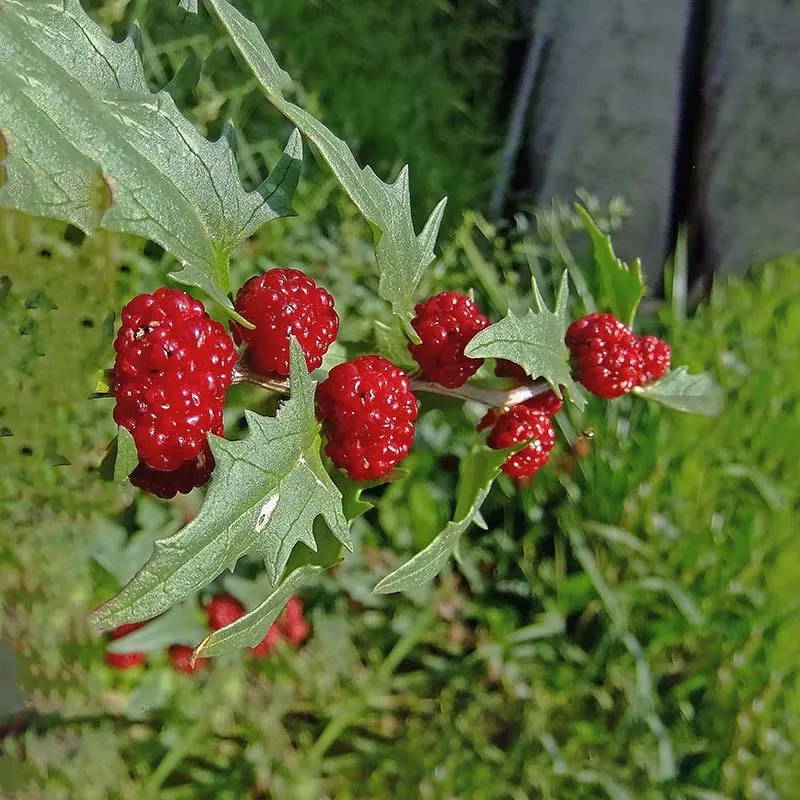 Urtegartneriet øko Jordbærspinat Chenopodium frø ca. 50 frø