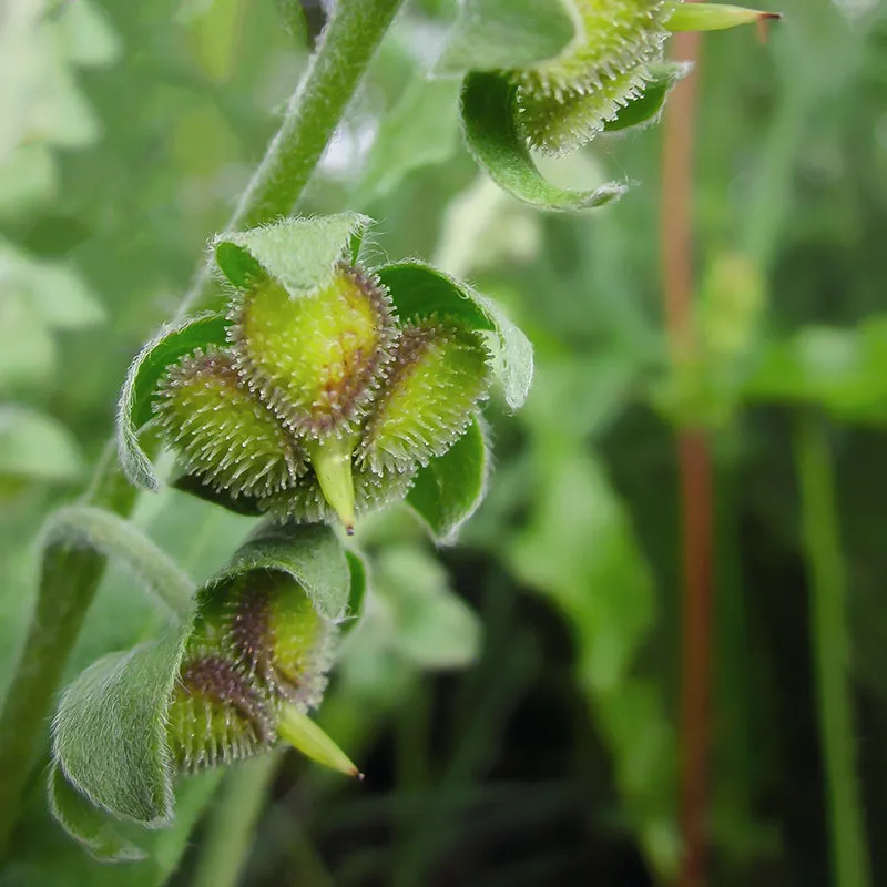 Urtegartneriet øko Hundetunge Cynoglossum frø 2-årig biplante