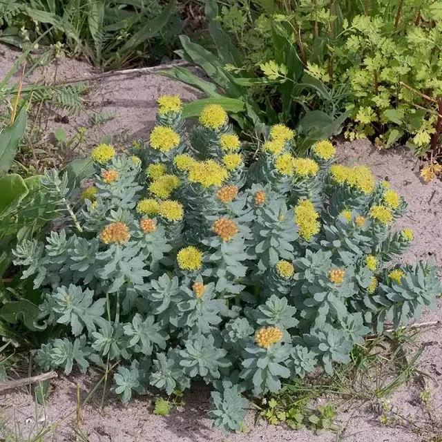 Urtegartneriet øko Rosenrod Rhodiola rosea plante flerårig