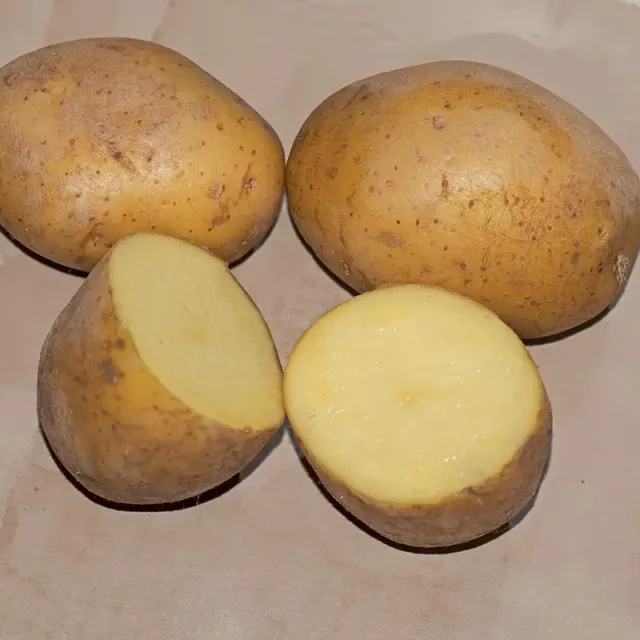 Urtegartneriet øko Læggekartofler Ditta 1-2 kg fast