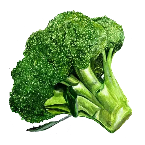 NordFrö Rasmus broccoli frø tidlig sort
