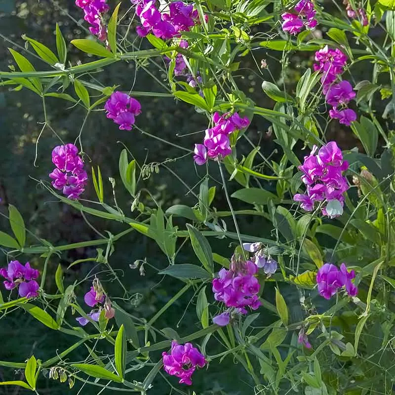 Urtegartneriet øko Ærteblomst Flerårig lathyrus frø 10 stk