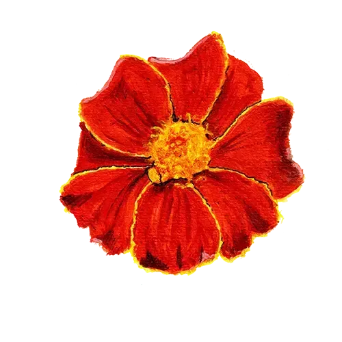 NordFrö Linnétagetes blomsterfrø mørkerød