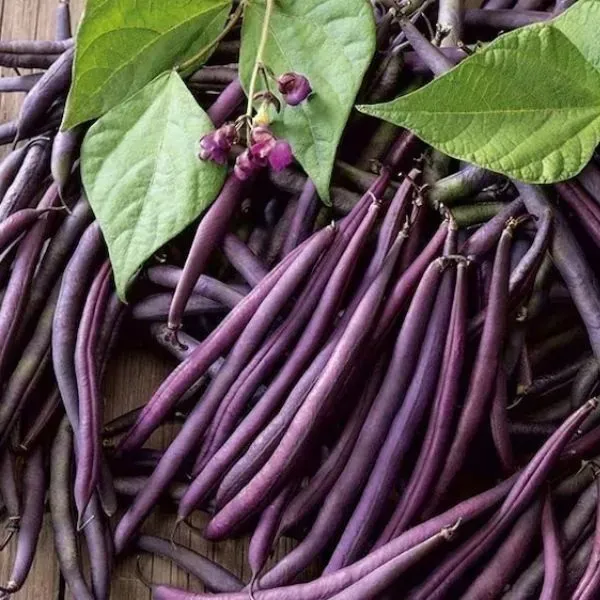 Natureseeds Purple Queen bønnefrø 10 frø lilla