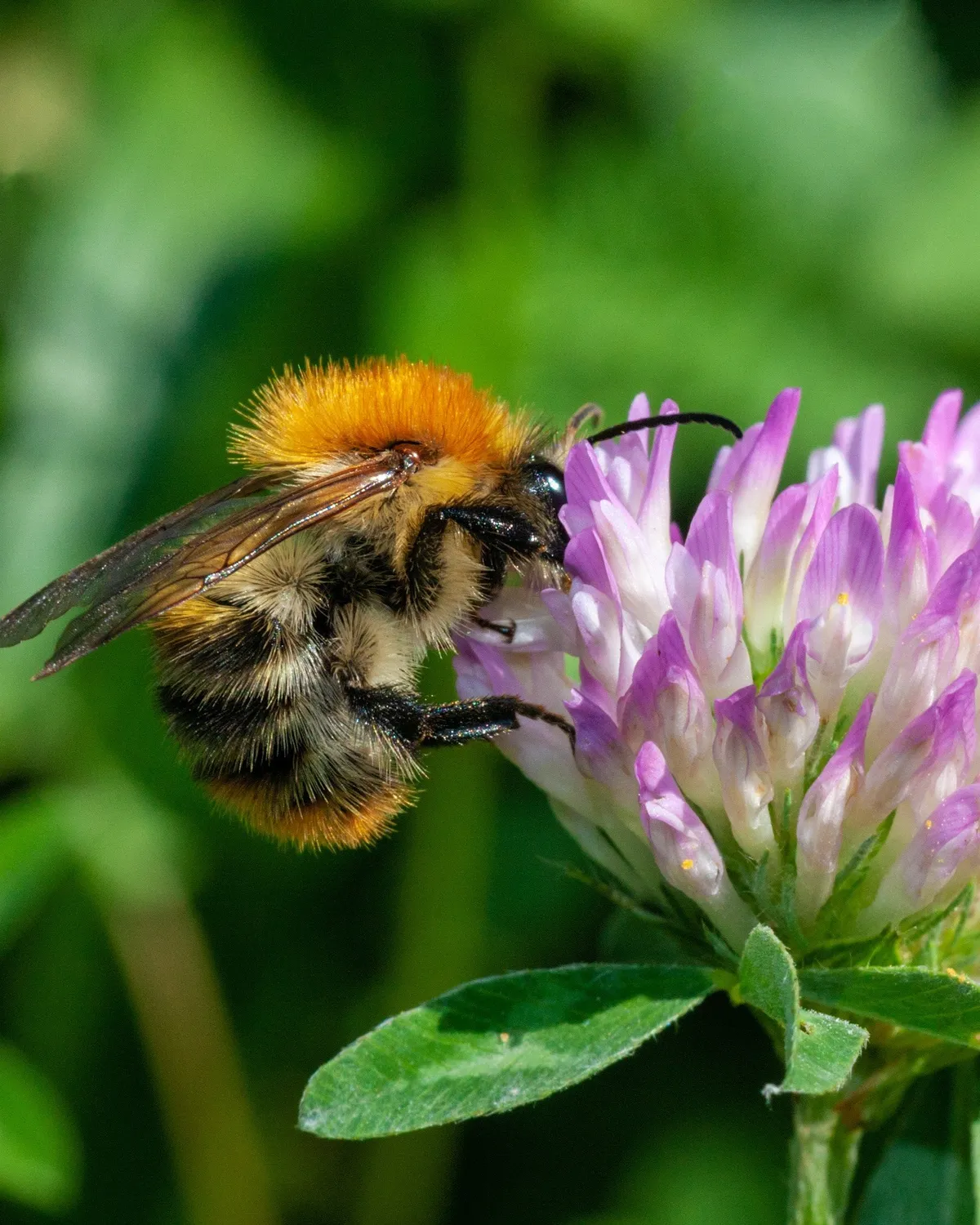 Blossombs Grow Kit Schoolbus dyrkningssæt tak vildblomst