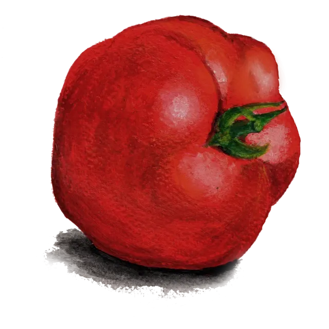 NordFrö Odessa tomatfrø – tidlig 120-180 g