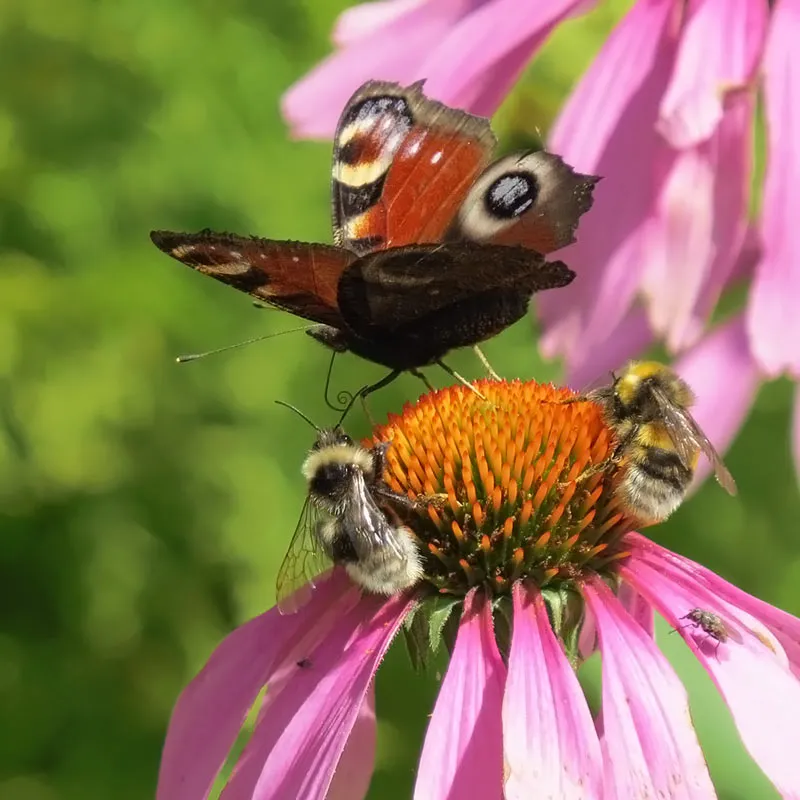 Urtegartneriet øko Purpursolhat Echinacea purpurea frø 50 stk staude