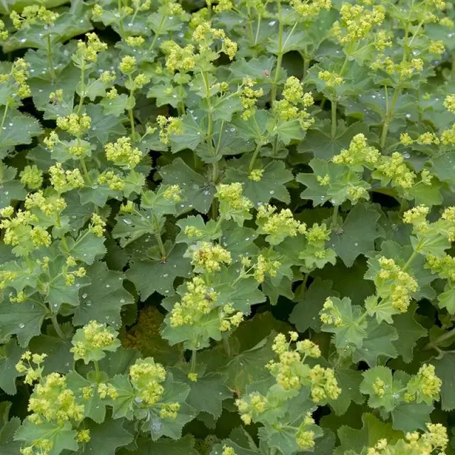 Urtegartneriet øko løvefod Alchemilla mollis frø