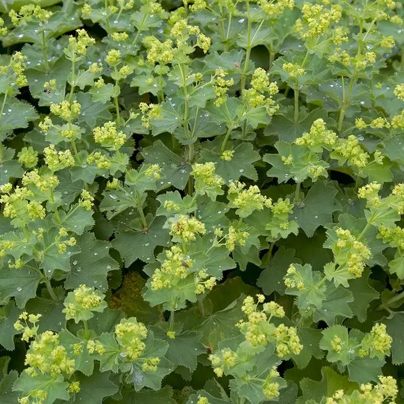 Urtegartneriet øko løvefod Alchemilla mollis frø