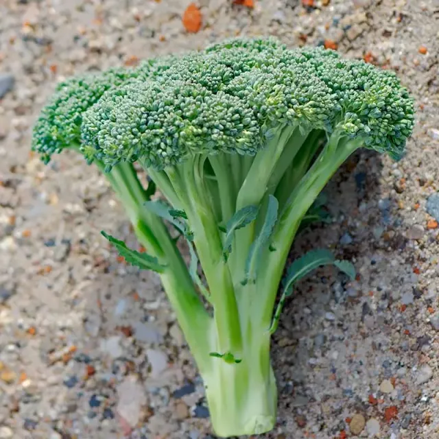 Urtegartneriet øko Broccoli Calinaro frø ca. 50 frø