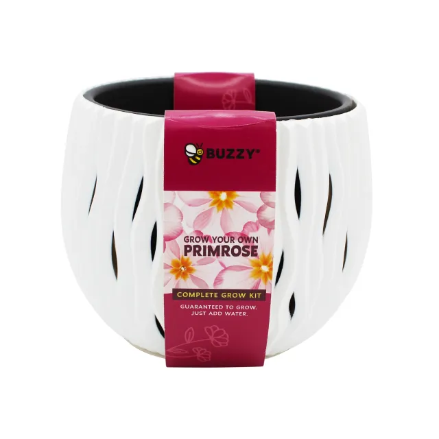 Buzzy Seeds Primrose dyrkningssæt hvid bølgepotte 15 cm