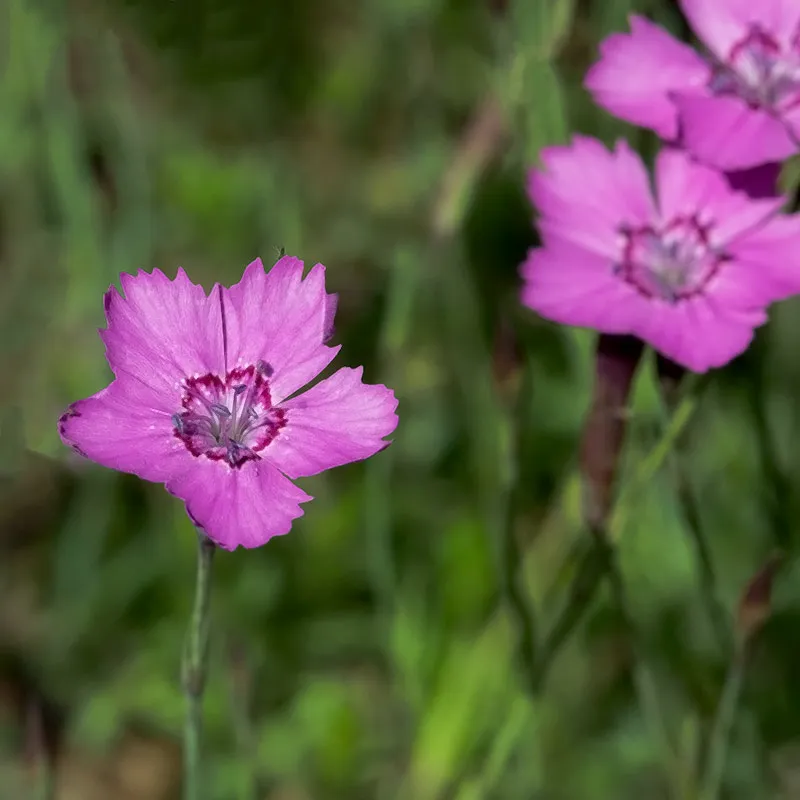 Urtegartneriet øko Bakkenellike Dianthus frø lyserød flerårig