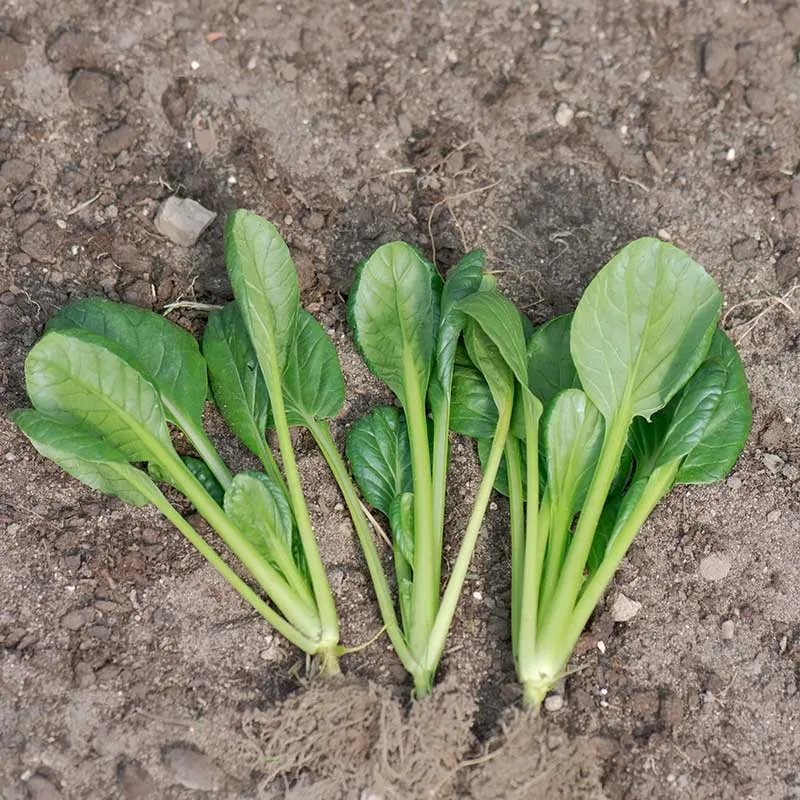 Urtegartneriet øko Pak Choi Tatsoi frø 50 stk sensommer